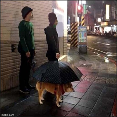 Getting Your Priorities Right ! | image tagged in dogs,rain,umbrella,priorities | made w/ Imgflip meme maker