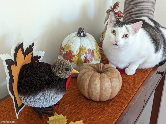 Thanksgiving Cat | image tagged in thanksgiving cat | made w/ Imgflip meme maker