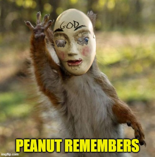 Peanut sounds the Purge siren | PEANUT REMEMBERS | image tagged in peanut,squirrel,the purge,maga,revenge,funny animals | made w/ Imgflip meme maker