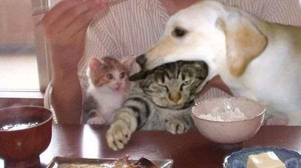 Dog eating cat Blank Meme Template