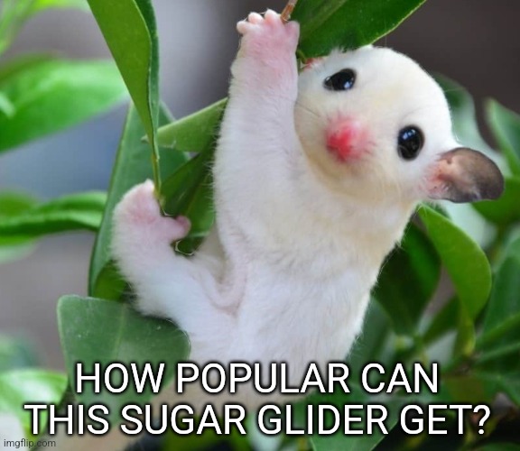 Let's see.. | HOW POPULAR CAN THIS SUGAR GLIDER GET? | made w/ Imgflip meme maker