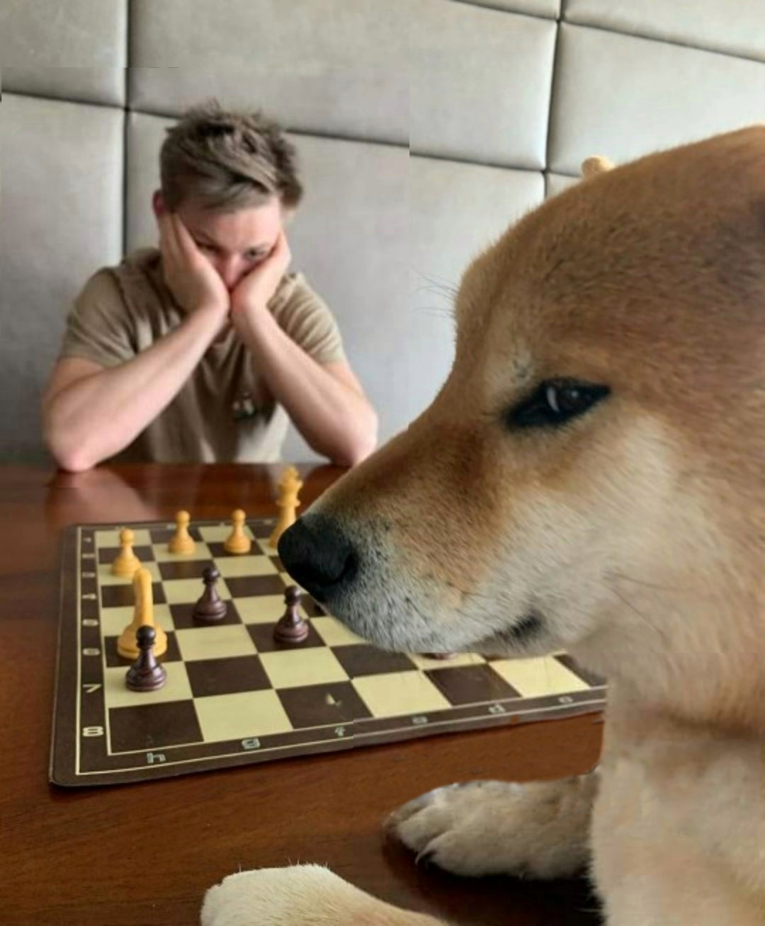 Chess Doge Blank Meme Template