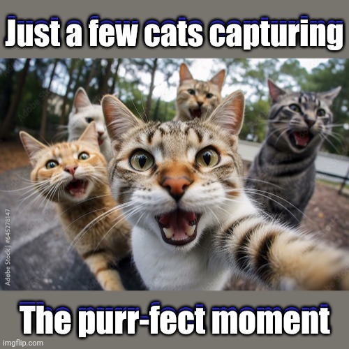 Who needs a photographer when you have paws.. | Just a few cats capturing; Just a few cats capturing; The purr-fect moment; The purr-fect moment | image tagged in memes,cats,animals,photography | made w/ Imgflip meme maker