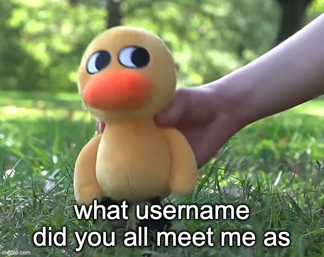 duck song plushie | what username did you all meet me as | image tagged in duck song plushie | made w/ Imgflip meme maker