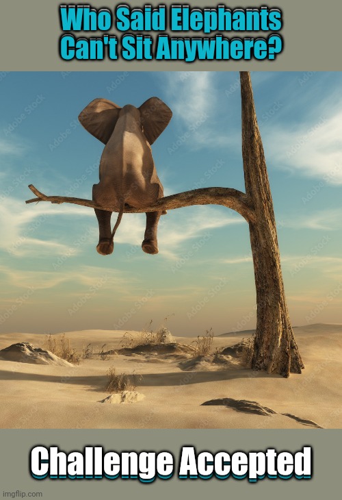 Defying Expectations | Who Said Elephants Can't Sit Anywhere? Who Said Elephants Can't Sit Anywhere? Challenge Accepted; Challenge Accepted | image tagged in memes,elephants,challenge accepted,animals | made w/ Imgflip meme maker