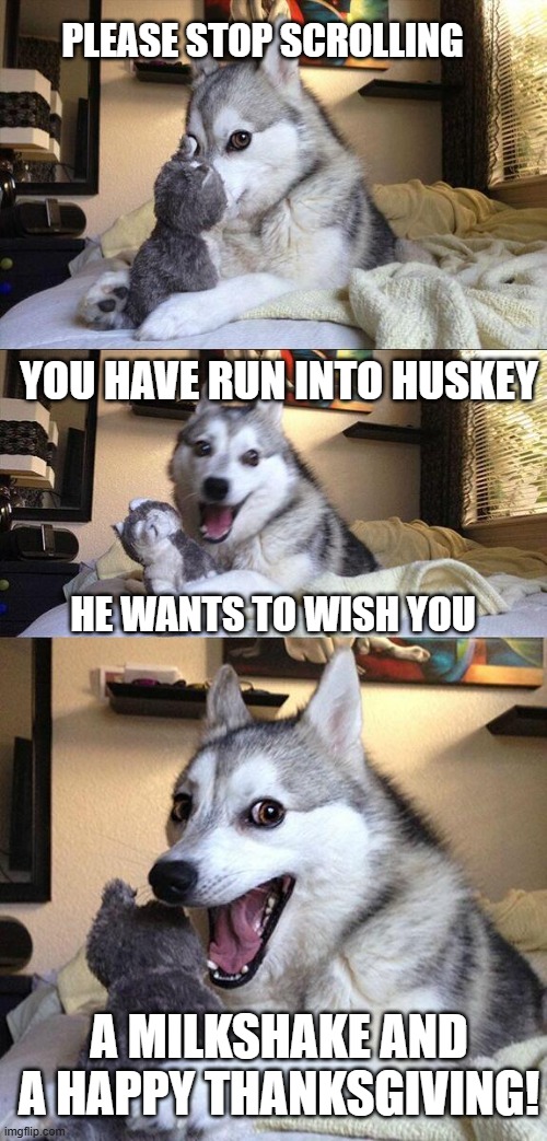 laughing huskey | PLEASE STOP SCROLLING; YOU HAVE RUN INTO HUSKEY; HE WANTS TO WISH YOU; A MILKSHAKE AND A HAPPY THANKSGIVING! | image tagged in huskey dog laugh,thanksgiving,milkshake | made w/ Imgflip meme maker