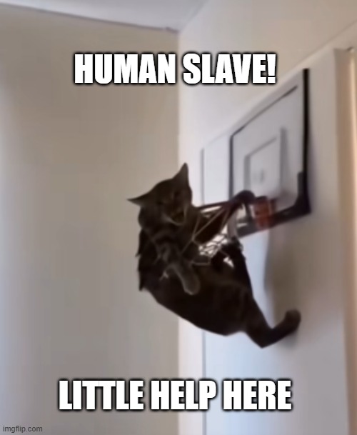 Little help here | image tagged in cat,scared cat,funny cat memes,cat memes | made w/ Imgflip meme maker