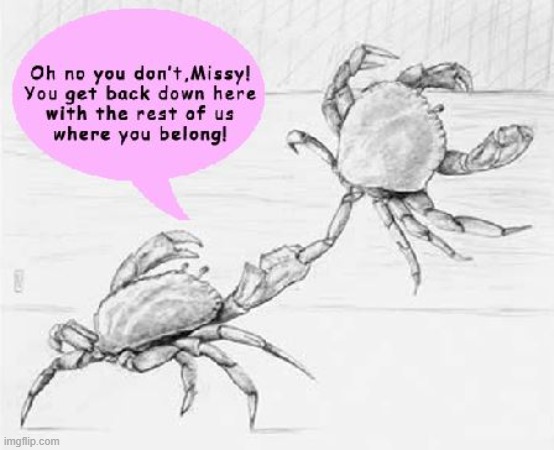 Crabs in a bucket | image tagged in crabs in a bucket | made w/ Imgflip meme maker