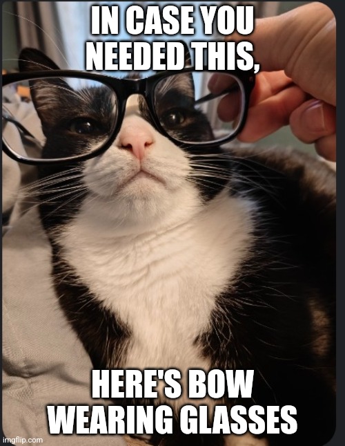 Nerd Bow | IN CASE YOU NEEDED THIS, HERE'S BOW WEARING GLASSES | image tagged in nerd,glasses | made w/ Imgflip meme maker