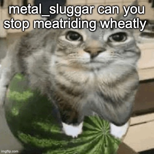 Cat on melon | metal_sluggar can you stop meatriding wheatly | image tagged in cat on melon | made w/ Imgflip meme maker