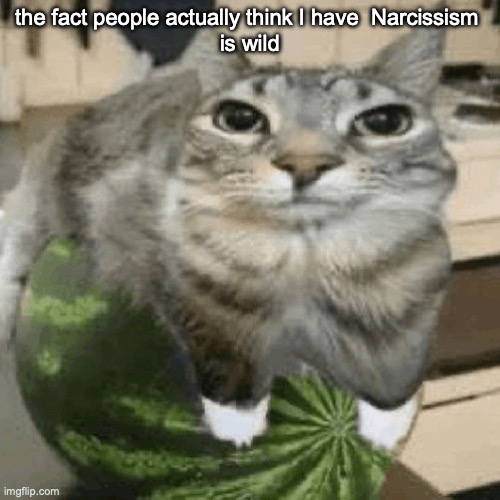 Cat on melon | the fact people actually think I have  Narcissism 
is wild | image tagged in cat on melon | made w/ Imgflip meme maker