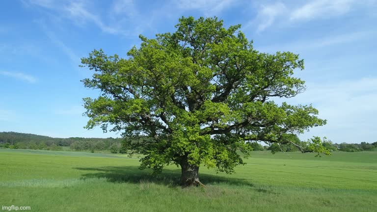 Comment if you like trees | made w/ Imgflip meme maker