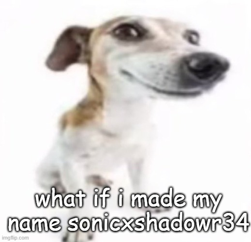 Jack Russell terrier stock photo | what if i made my name sonicxshadowr34 | image tagged in jack russell terrier stock photo | made w/ Imgflip meme maker