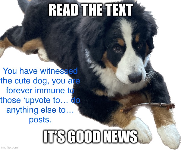 Dog who is good | READ THE TEXT; IT’S GOOD NEWS | image tagged in dog | made w/ Imgflip meme maker