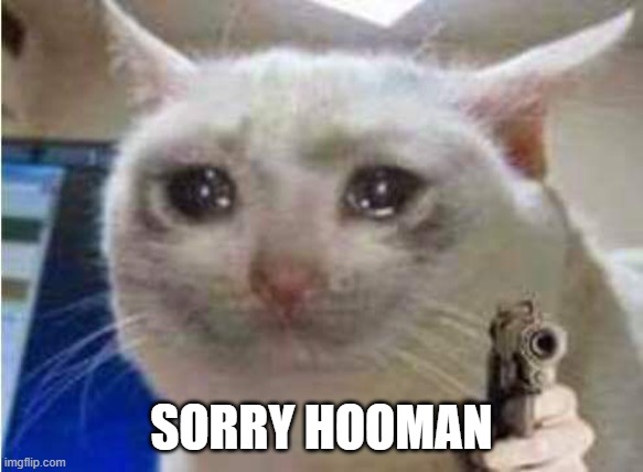 Sad cat with gun | SORRY HOOMAN | image tagged in sad cat with gun | made w/ Imgflip meme maker