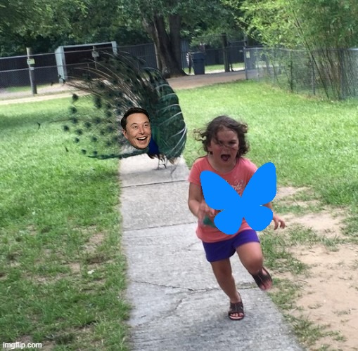 BSky Users Running From Elon | image tagged in peacock chasing girl | made w/ Imgflip meme maker