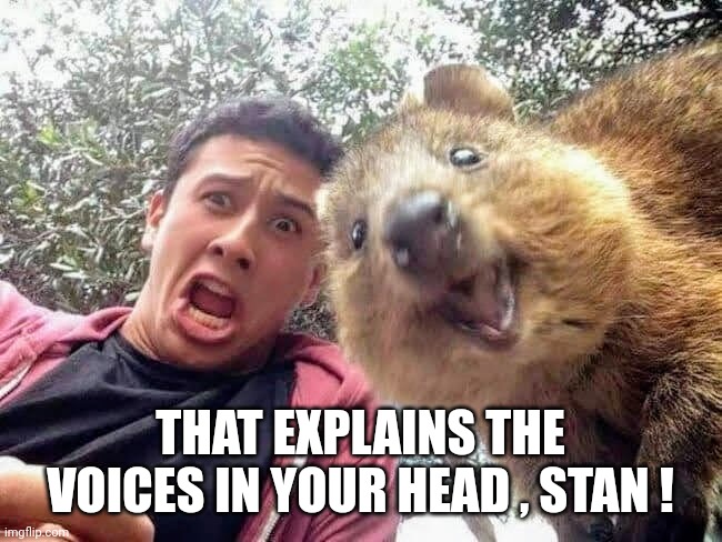 Quokka and Stan | THAT EXPLAINS THE VOICES IN YOUR HEAD , STAN ! | image tagged in quokka and stan | made w/ Imgflip meme maker