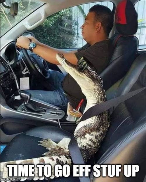 Cool Gator | TIME TO GO EFF STUF UP | image tagged in funny,memes | made w/ Imgflip meme maker