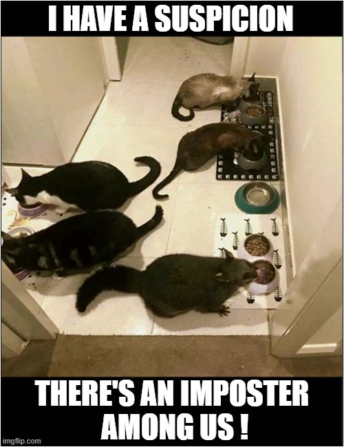 That's An Odd Looking Cat ? | I HAVE A SUSPICION; THERE'S AN IMPOSTER
 AMONG US ! | image tagged in cats,imposter | made w/ Imgflip meme maker