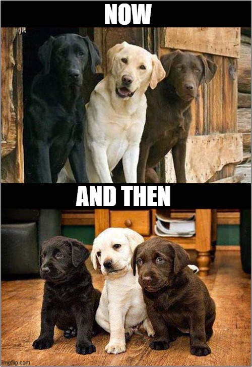 Lovely Labs ! | NOW; AND THEN | image tagged in dogs,labrador,now and then | made w/ Imgflip meme maker