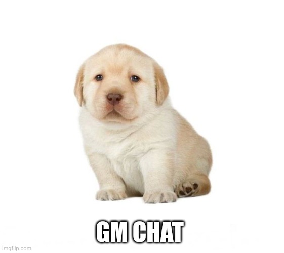 Idk dog | GM CHAT | image tagged in idk dog | made w/ Imgflip meme maker