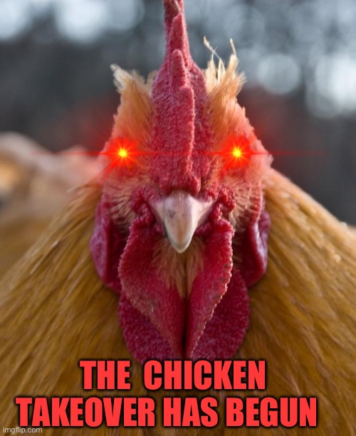 Angry Chicken | THE  CHICKEN TAKEOVER HAS BEGUN | image tagged in angry chicken | made w/ Imgflip meme maker