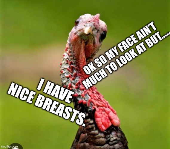 Turkey talk | OK SO MY FACE AIN’T MUCH TO LOOK AT BUT….. I HAVE NICE BREASTS. | image tagged in turkeys | made w/ Imgflip meme maker