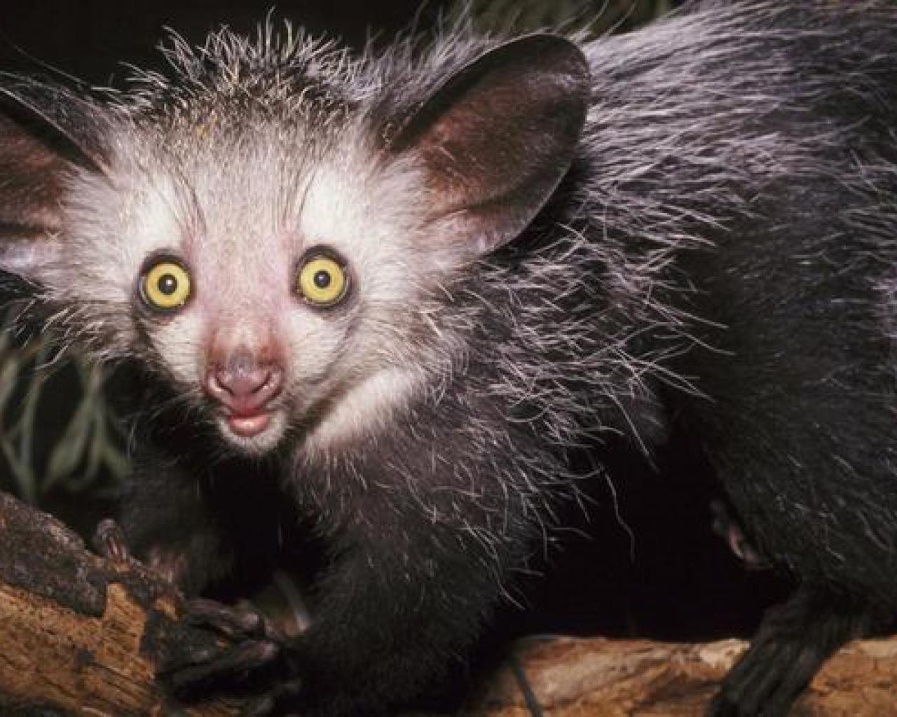 High Quality Aye-Aye Blank Meme Template