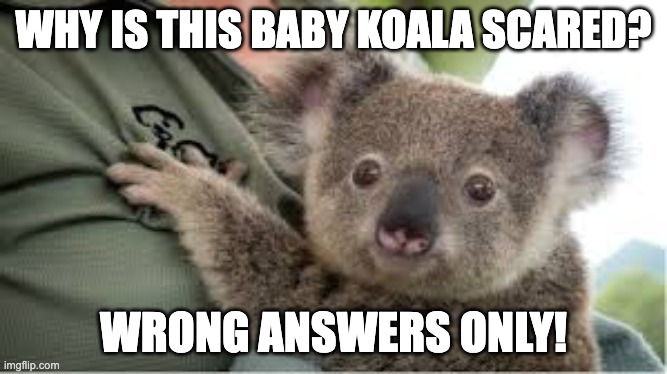 idk | WHY IS THIS BABY KOALA SCARED? WRONG ANSWERS ONLY! | image tagged in scared baby koala,memes,funny,koala,cute,oh wow are you actually reading these tags | made w/ Imgflip meme maker