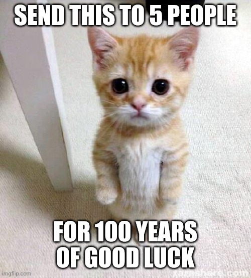 5 people good luck | SEND THIS TO 5 PEOPLE; FOR 100 YEARS OF GOOD LUCK | image tagged in memes,cute cat | made w/ Imgflip meme maker