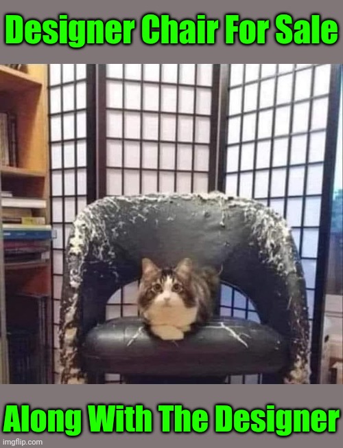 Meow-dern Furniture | Designer Chair For Sale; Along With The Designer | image tagged in memes,cats,designer | made w/ Imgflip meme maker