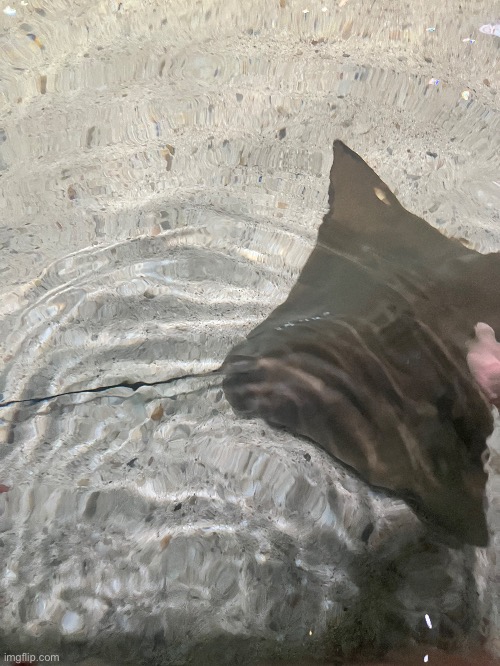 Yes I touched this ray, a bit weird honestly | image tagged in ray,animal | made w/ Imgflip meme maker