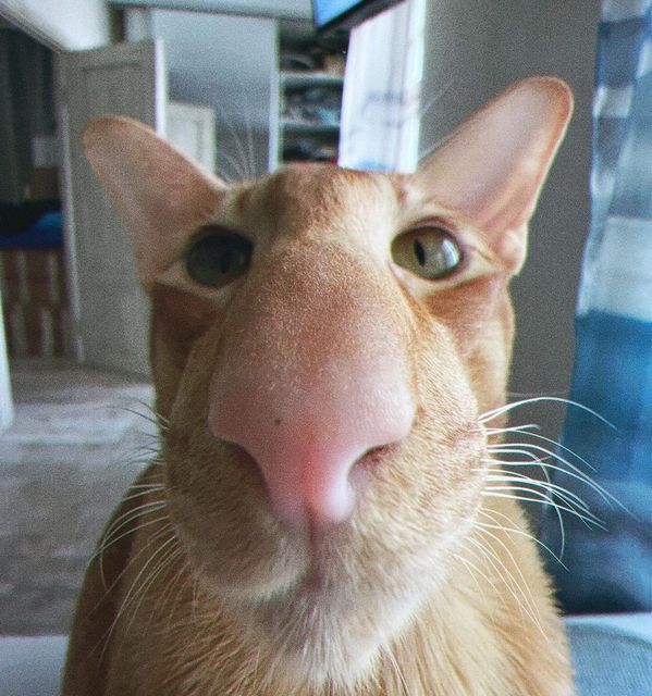 Long nose orange cat Blank Meme Template