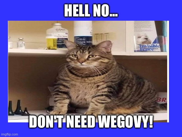 Ferb the phat cat | HELL NO... DON'T NEED WEGOVY! | image tagged in fat cat | made w/ Imgflip meme maker