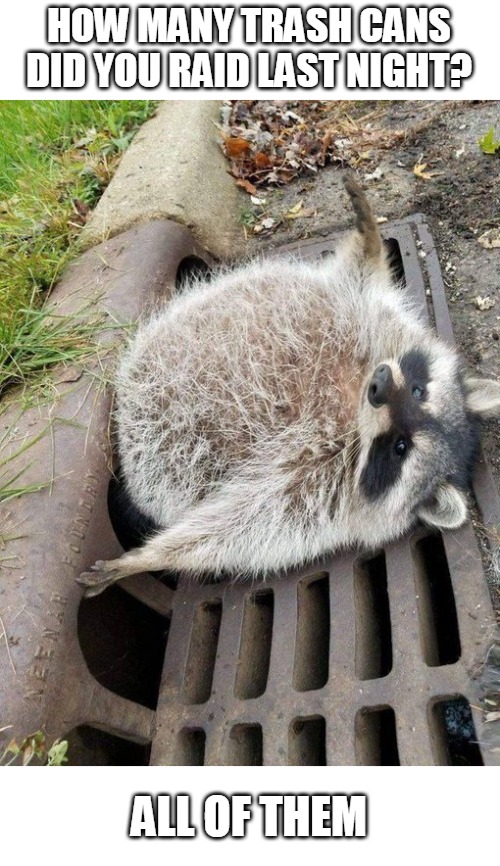 lardass raccoon trash can thief | HOW MANY TRASH CANS
DID YOU RAID LAST NIGHT? ALL OF THEM | image tagged in fat raccoon,toilet bear,raccoon,chubby,fatass | made w/ Imgflip meme maker