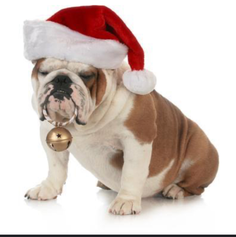 Santa Bulldog Blank Meme Template