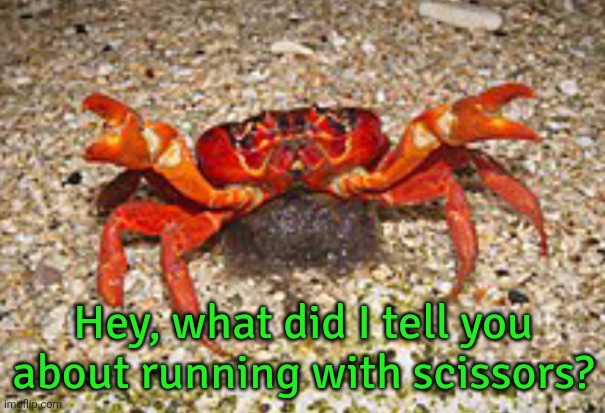 Don't hurt yourself. | Hey, what did I tell you about running with scissors? | image tagged in ehhh crab,dangerous,safety first,sea life | made w/ Imgflip meme maker