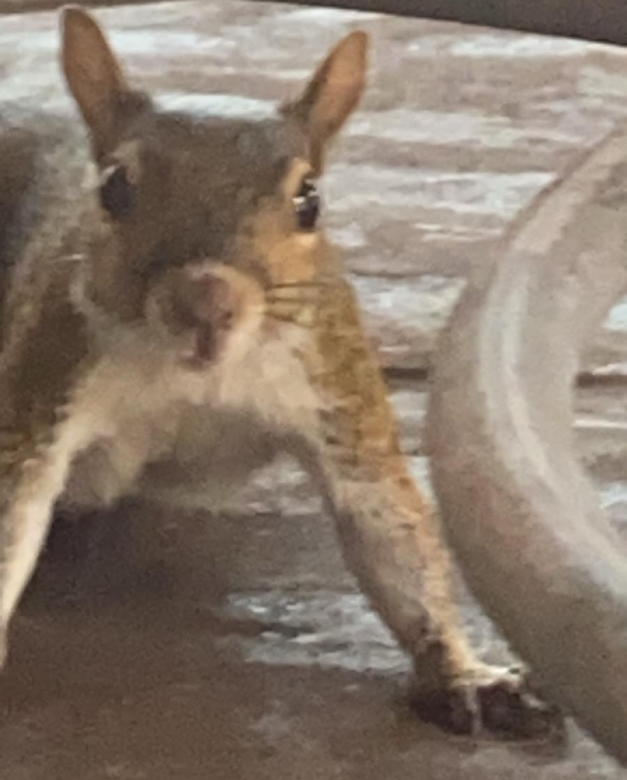 Squirrel Excited Blank Meme Template