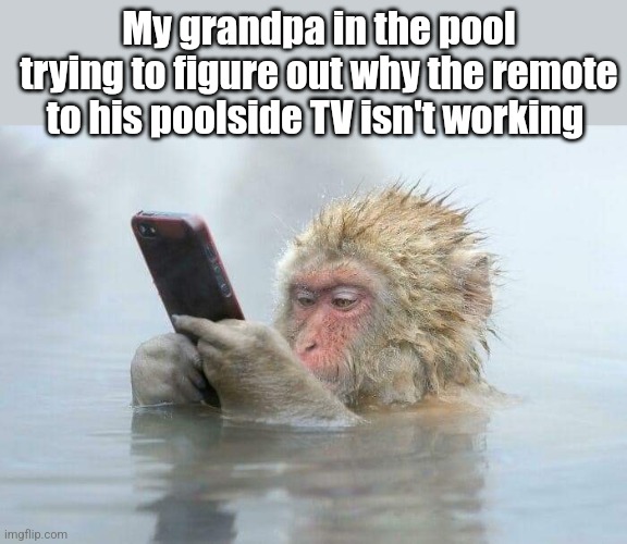 Monkeying around | My grandpa in the pool trying to figure out why the remote to his poolside TV isn't working | image tagged in monkey,grandpa,cellphone,tv,remote control,confusion | made w/ Imgflip meme maker