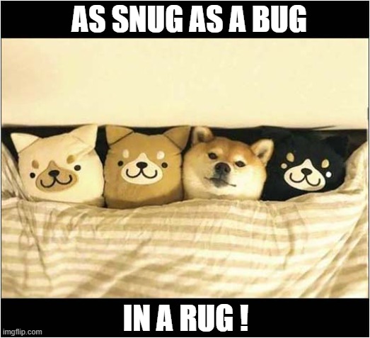 They'll Never Find Me ! | AS SNUG AS A BUG; IN A RUG ! | image tagged in dogs,hiding,bed,sayings | made w/ Imgflip meme maker