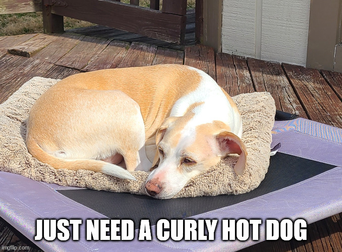 Ada cozy | JUST NEED A CURLY HOT DOG | image tagged in ada cozy | made w/ Imgflip meme maker