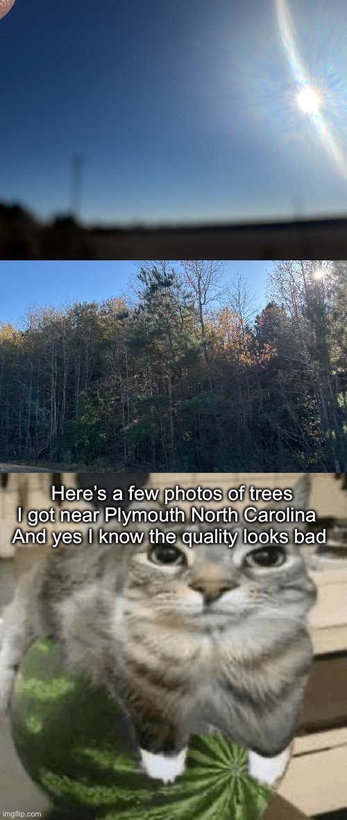 Here’s a few photos of trees I got near Plymouth North Carolina  
And yes I know the quality looks bad | image tagged in cat on melon | made w/ Imgflip meme maker