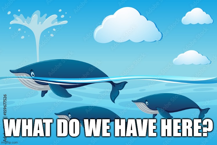 Whale Whale Whale | WHAT DO WE HAVE HERE? | image tagged in puns | made w/ Imgflip meme maker