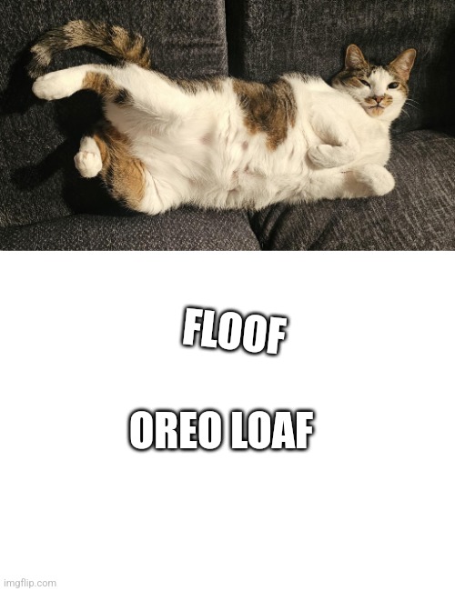 Floof | FLOOF; OREO LOAF | image tagged in cute cat | made w/ Imgflip meme maker