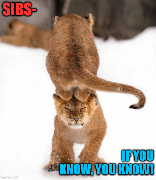 sibs | SIBS-; IF YOU KNOW, YOU KNOW! | image tagged in siblings,funny cats,lions | made w/ Imgflip meme maker