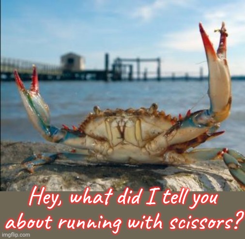 Don't hurt yourself. | Hey, what did I tell you about running with scissors? | image tagged in blue crab 1,safety first,sea life,danger | made w/ Imgflip meme maker