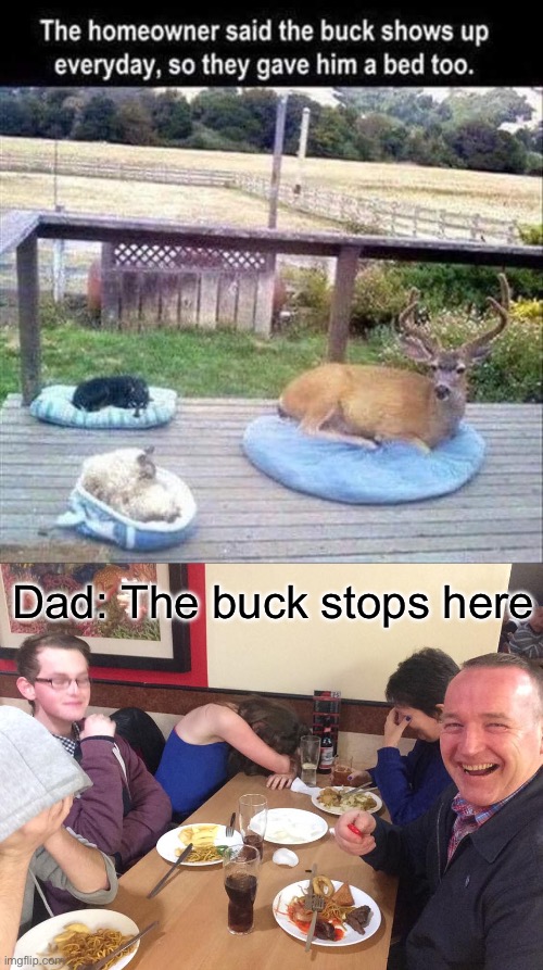 Yes, it does indeed | Dad: The buck stops here | image tagged in dad joke meme,buck,deer,bed | made w/ Imgflip meme maker