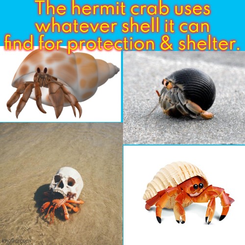 Just normal behavior for the species. | The hermit crab uses whatever shell it can find for protection & shelter. | image tagged in sea life,mobile,home,funny animals,unexpected results,skull | made w/ Imgflip meme maker