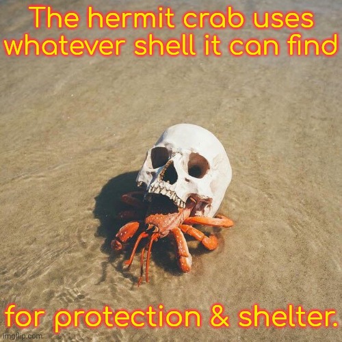 Just normal animal behavior. | The hermit crab uses whatever shell it can find; for protection & shelter. | image tagged in hardcore crab,skull,sea life,what a terrible day to have eyes | made w/ Imgflip meme maker