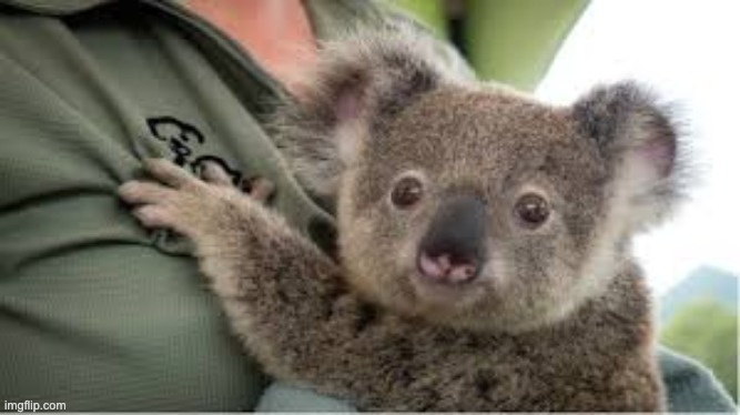 scared baby koala | image tagged in scared baby koala | made w/ Imgflip meme maker